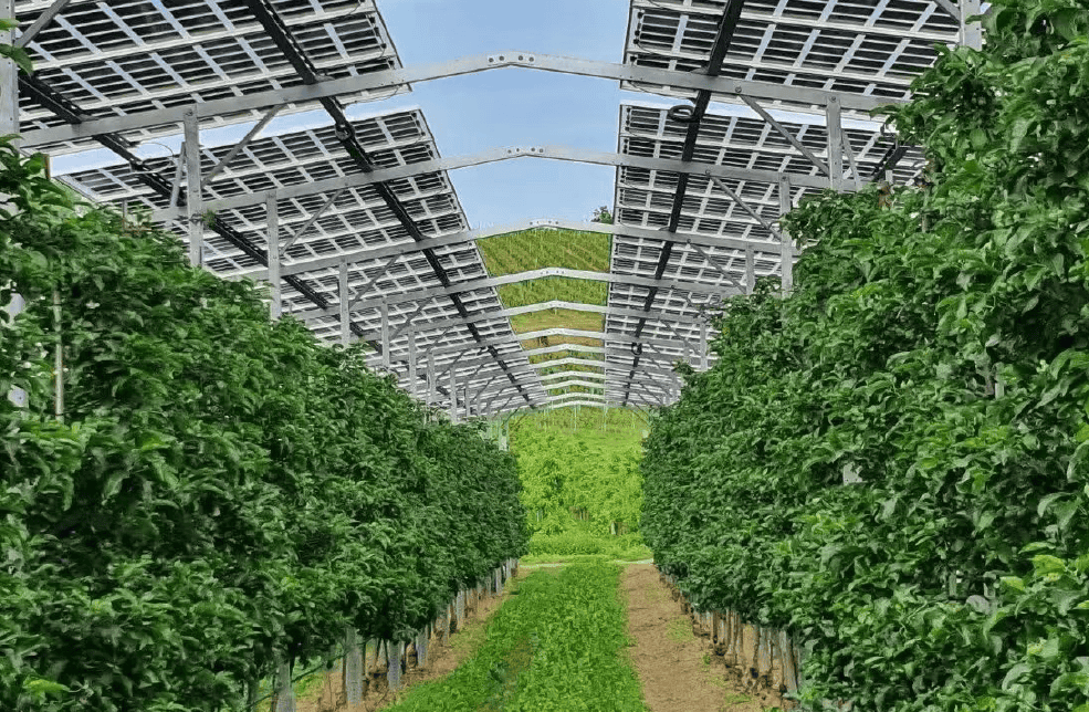 Solar Agriculture Mounting System 4 Sistema de montagem para agricultura solar YUENS